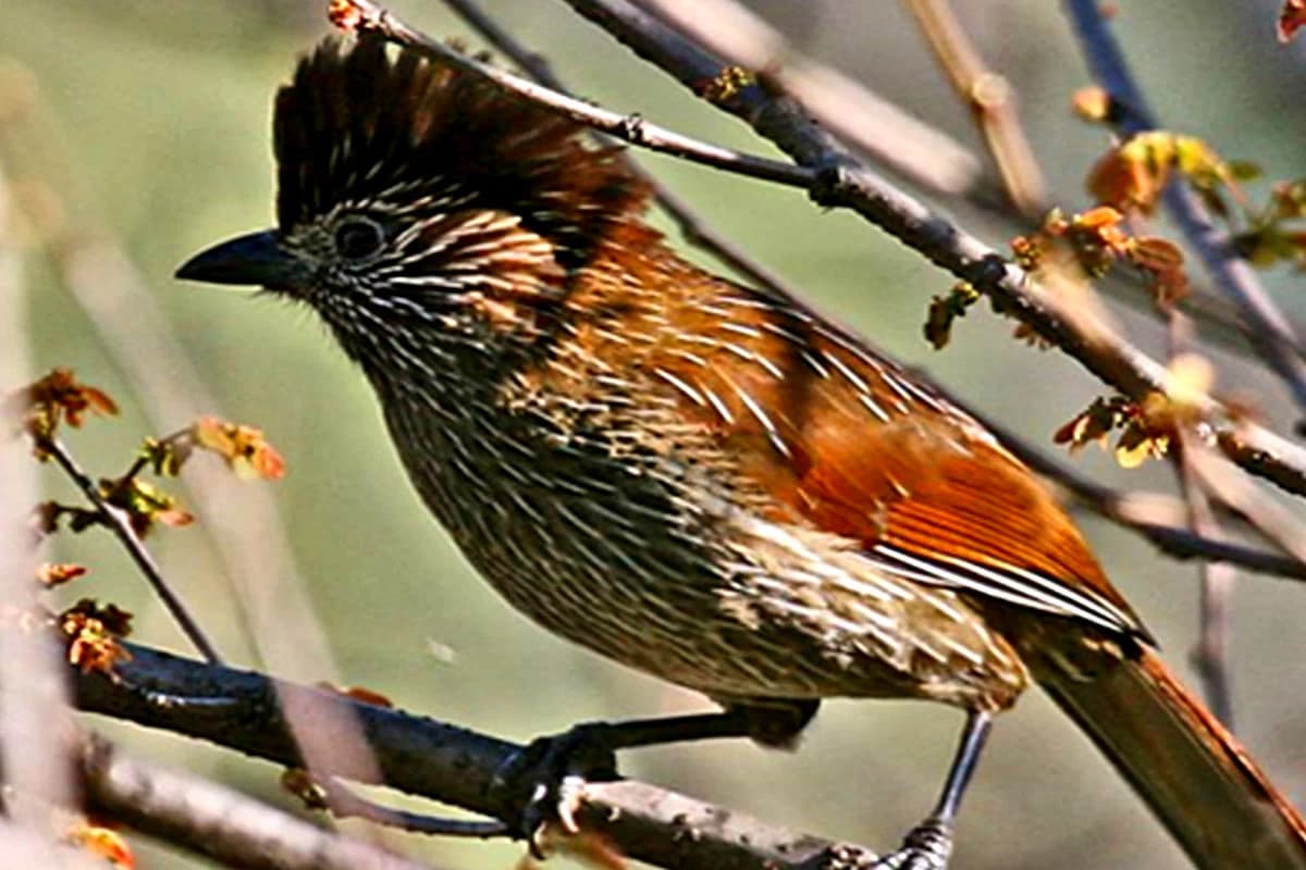 Bhutan Birding & Cultural Tours