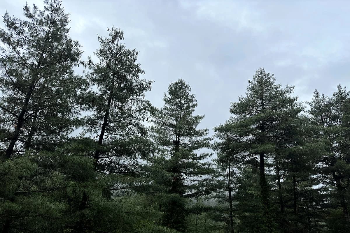 Kailash Manasarovar Small Group Tour