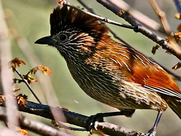 Bird Watching Tour in Bhutan